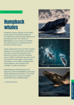 Knitting Pattern: Humpback Whale Quilt - Image 2