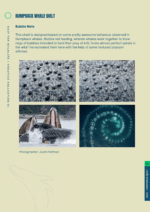 Knitting Pattern: Humpback Whale Quilt - Image 3