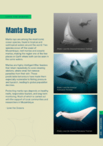 Knitting Pattern: Manta Ray Shawl - Image 2