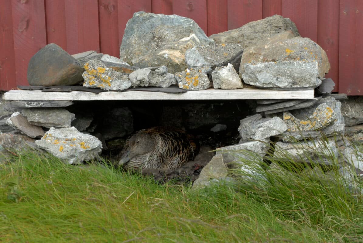 Egg- og dunværet Lånan i verdensarvområdet Vegaøyan i Vega kommune, Nordland 16.6.06. Vegaøyan ble oppført på UNESCO sin liste over viktige verdensarvområder i 2004. 
På bildet et steinhus der en ærfugl hunn (ei e) Somateria molissima,ligger og ruger.   Lånan er trolig det største dunværet holdt i hevd og drevet påtradisjonelt vis i Norge.