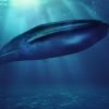 Blue whale, sea, animal.