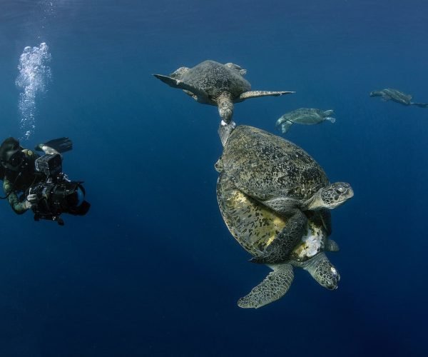 Sipidan, Malaysia - Cameraman Roger Munns captures the vicious bite of a male green turtle, hell bent on dislodging his rival from a mating event. (National Geographic/Jason Isley)