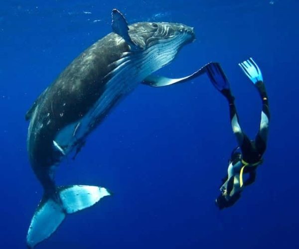 Photographer: Jason Isley / Scubazoo