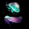 glowing jellyfishes on black background.